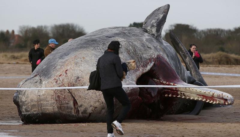 معمای لاشه 5 نهنگ غول پیکر (تصاویر)
