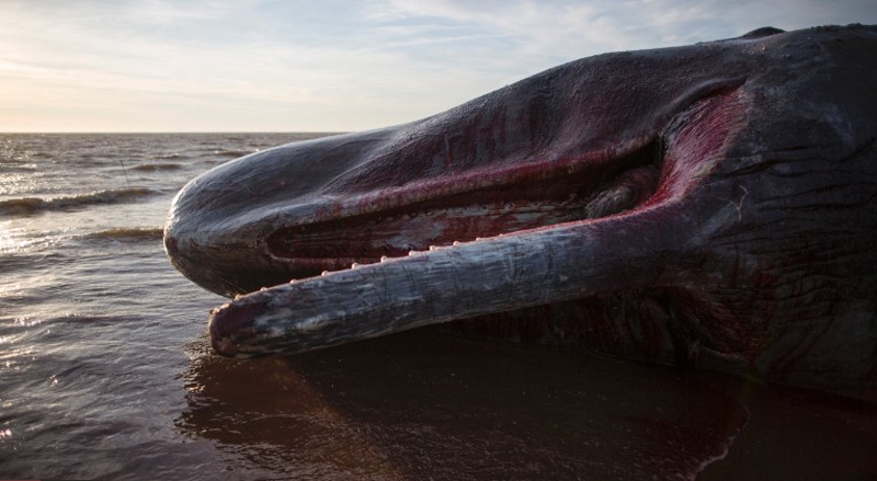 معمای لاشه 5 نهنگ غول پیکر (تصاویر)