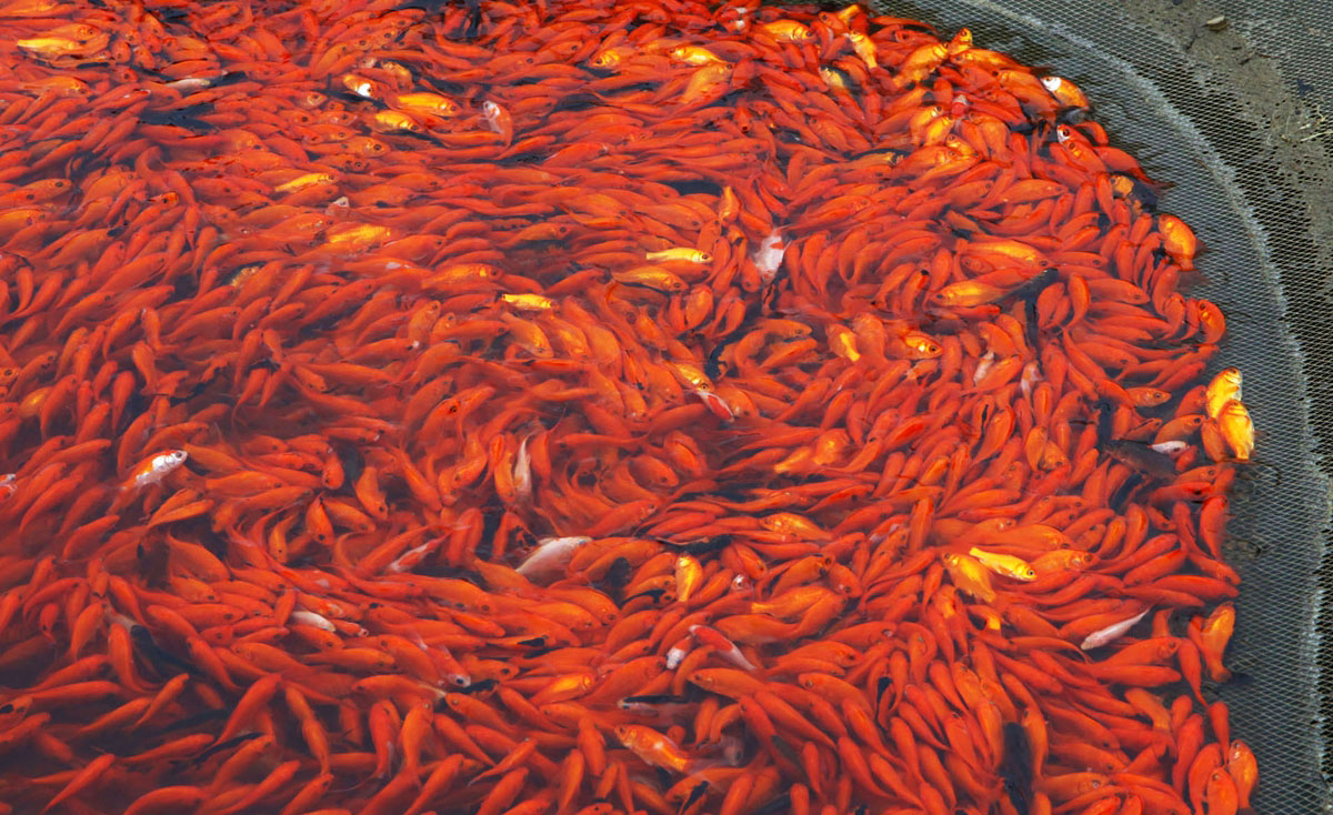 پرورش ماهی قرمز در گیلان