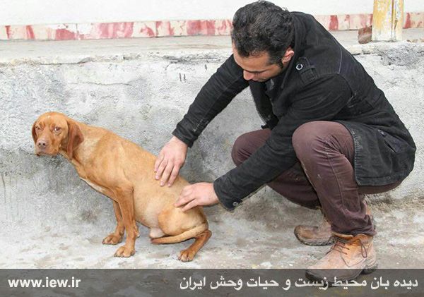 بازداشت عامل سگ آزاری گلستان و درخواست برای اشد مجازات (تصاویر)