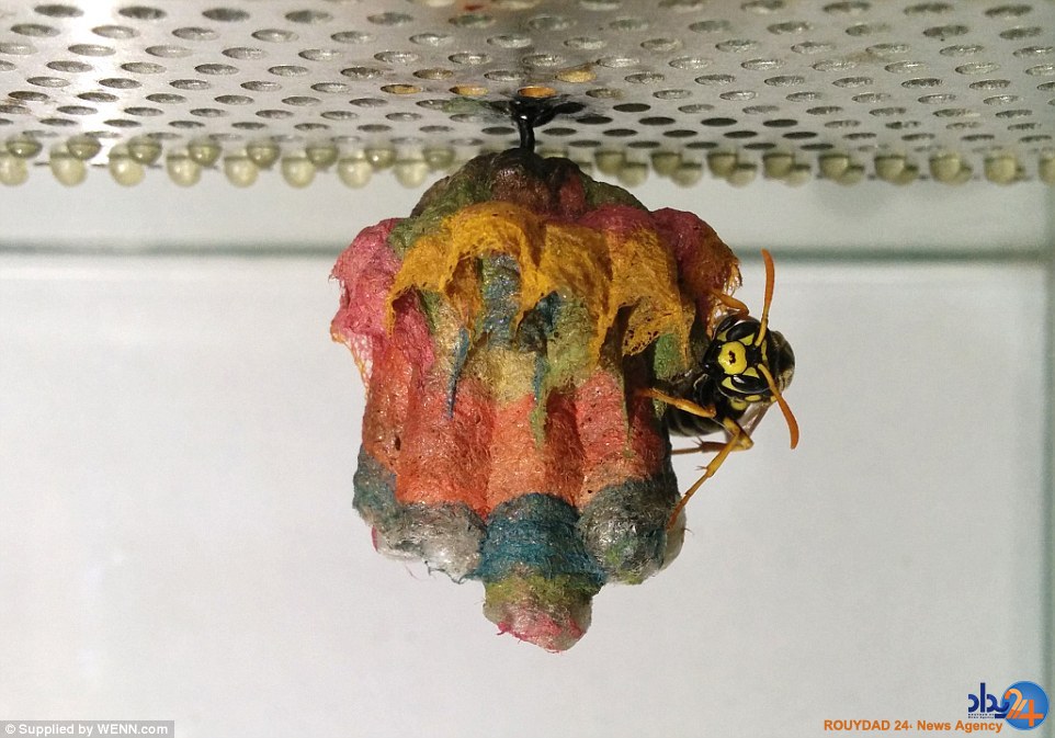 کندوسازی هفت‌رنگ زنبورها (تصاویر)