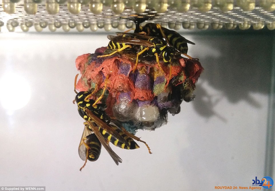 کندوسازی هفت‌رنگ زنبورها (تصاویر)