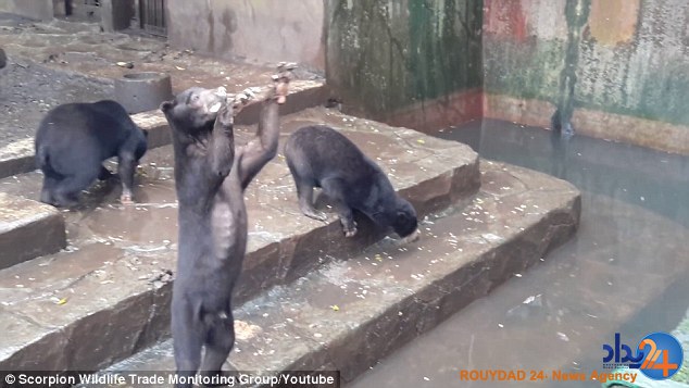 التماس خرس‌های باغ‌وحش از مردم برای غذا (فیلم و تصاویر)