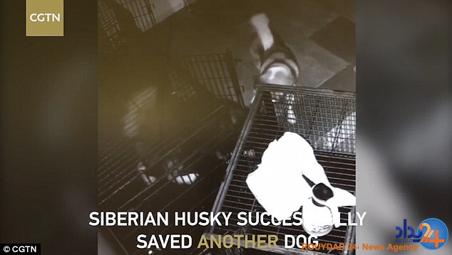 «فرار از زندان» سگ‌ها در چین (فیلم و تصاویر)