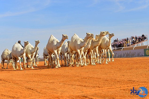 مسابقه تاج‌گذاری زیباترین شتر جهان در عربستان (تصاویر)