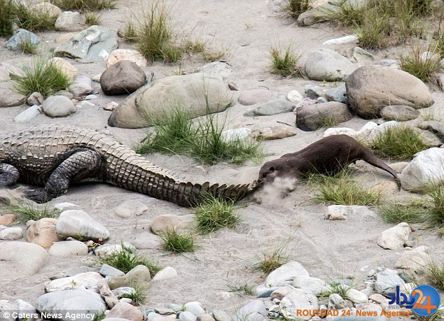 حمله سمور کوچک به تمساح وحشت‌زده (تصاویر)