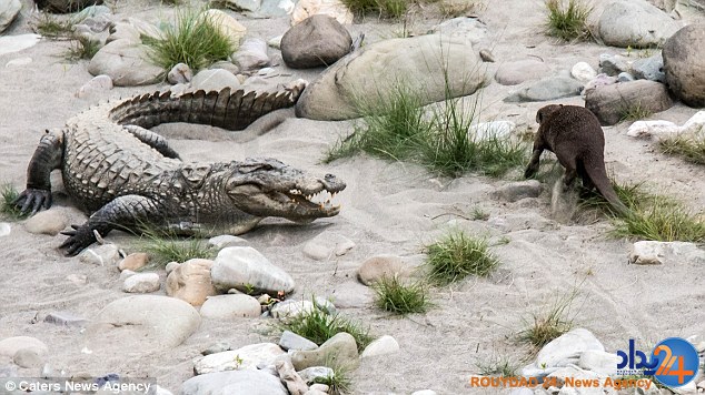 حمله سمور کوچک به تمساح وحشت‌زده (تصاویر)