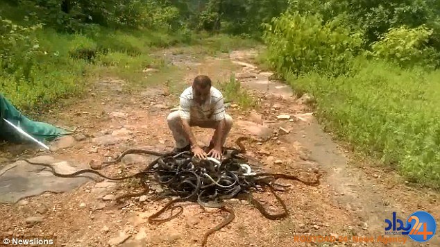 شکارچی هندی صدها مار را در جنگل رها کرد (فیلم و تصاویر)