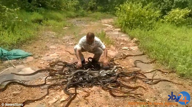 شکارچی هندی صدها مار را در جنگل رها کرد (فیلم و تصاویر)