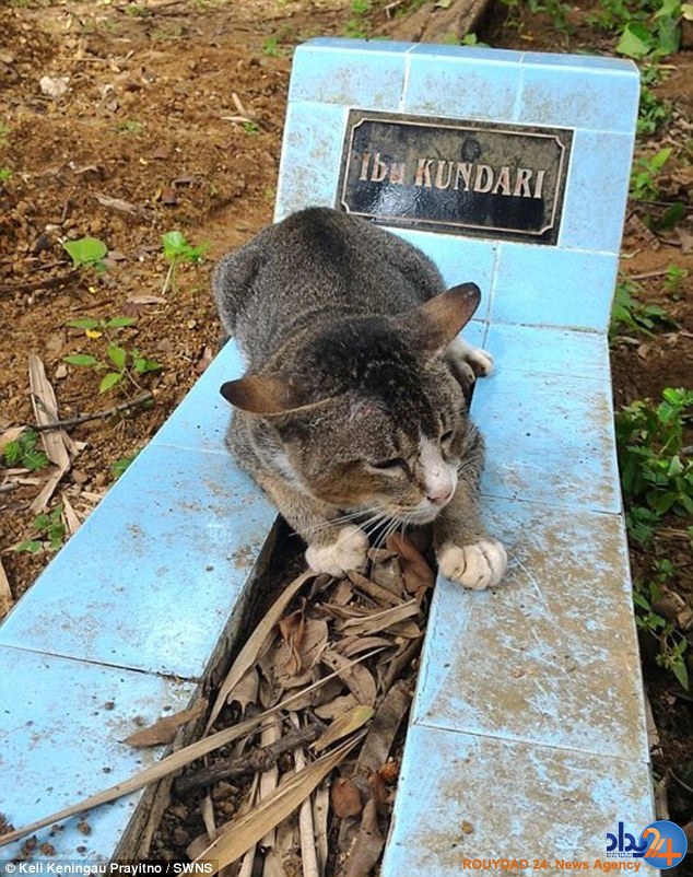 گربه عزادار روی قبر صاحبش می‌خوابد (تصاویر)
