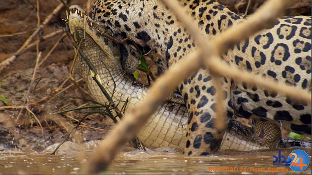 لحظه شوک‌آور شکار تمساح سه متری توسط یک پلنگ (فیلم و تصاویر)
