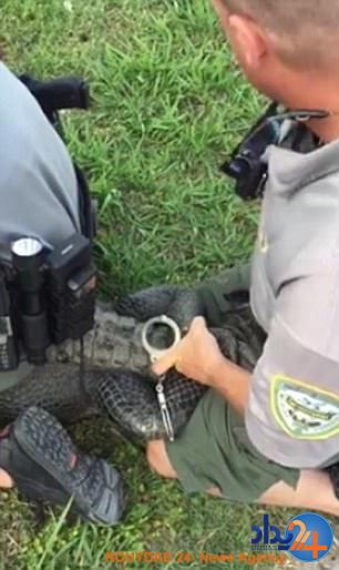 لحظه عجیب دستبند زدن پلیس به تمساح (فیلم و تصاویر)