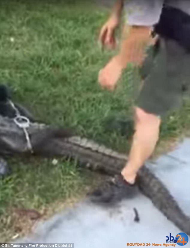 لحظه عجیب دستبند زدن پلیس به تمساح (فیلم و تصاویر)