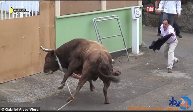 حمله گاو وحشی به پیرمرد تماشاچی (فیلم و تصاویر)