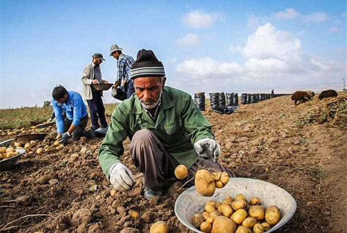 سالانه حدود نیمی از محصولات کشاورزی تلف می‌شوند/ اتاق ایران، بخش کشاورزی را به بازی نمی‌گیرد