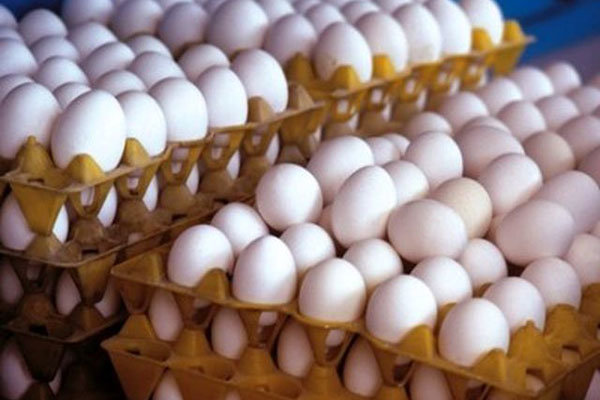 صادرات تخم‌مرغ و کاغذ ممنوع شد