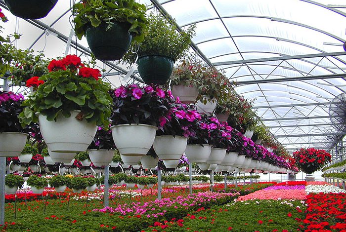 افزایش قیمت گل ما را از بازار‌های دنیا دور می‌کند/ تولید گل در تهران مقرون به صرفه نیست