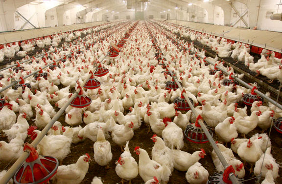 افزایش هزینه حمل و نقل هر کیلوگرم مرغ را ۲۰۰تومان گران‌تر کرد/ فقط ۱۰استان واکسن آنفلوآنزا دریافت می‌کنند