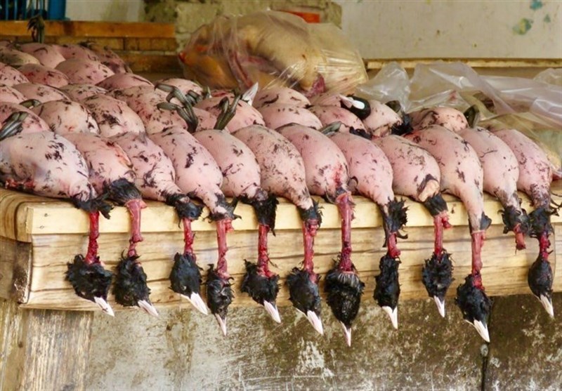 نسل‌کشی پرندگان مهاجر در شمال /فروش گوشت لاکچری شکار در تهران