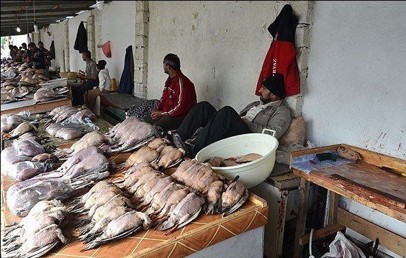 نسل‌کشی پرندگان مهاجر در شمال /فروش گوشت لاکچری شکار در تهران