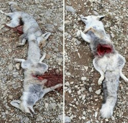 کشتن روباه به خاطر صفرای این حیوان+عکس