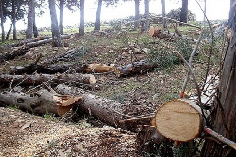 بازداشت عاملان قطع گسترده درختان اهواز