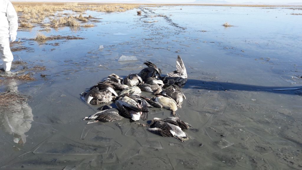 تلفات پرندگان مهاجر در سواحل بندرترکمن