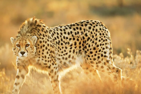 ۷۰ گونه جانوری ایران در لیست قرمز انقراض اتحادیه جهانی حفاظت از طبیعت