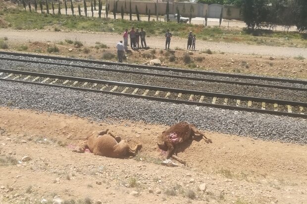 ۷ شتر در برخورد با قطار در شیراز تلف شدند