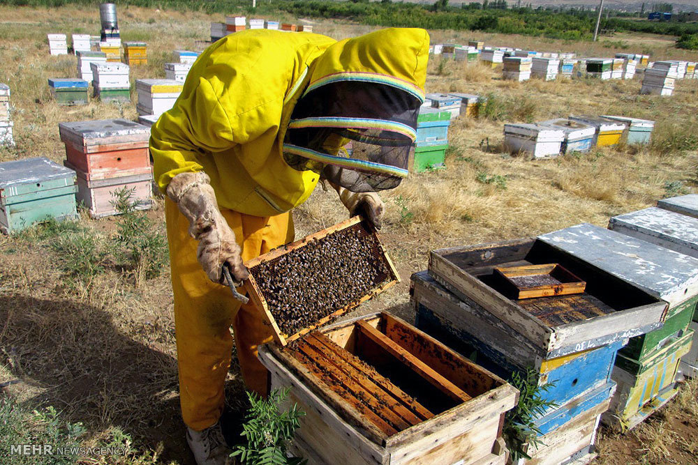 اگر زنبور‌ها نباشند چه بلایی بر سر محصولات کشاورزی می‌آید؟