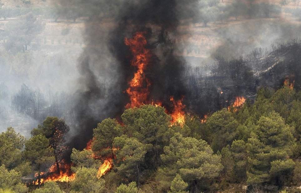 افزایش آتش سوزی در جنگل‌های طی سال جاری/ ۵۰۰ هکتار پهنه طبیعی آسیب دید