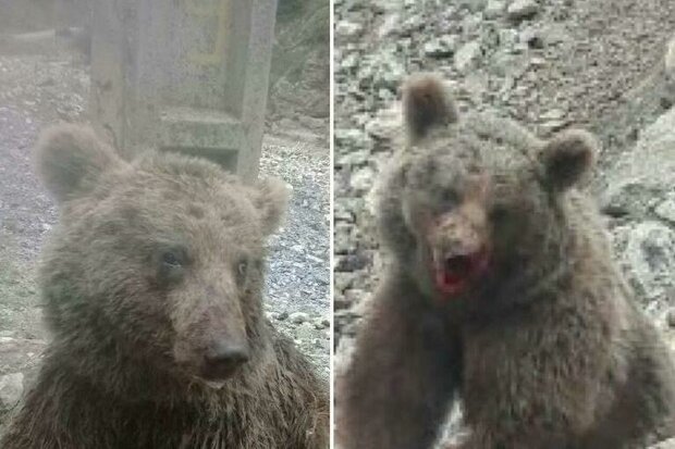 توله خرس سواد کوه قربانی خلاء قانونی/ قوانین حفاظت از حیوانات در دنیا چگونه است؟