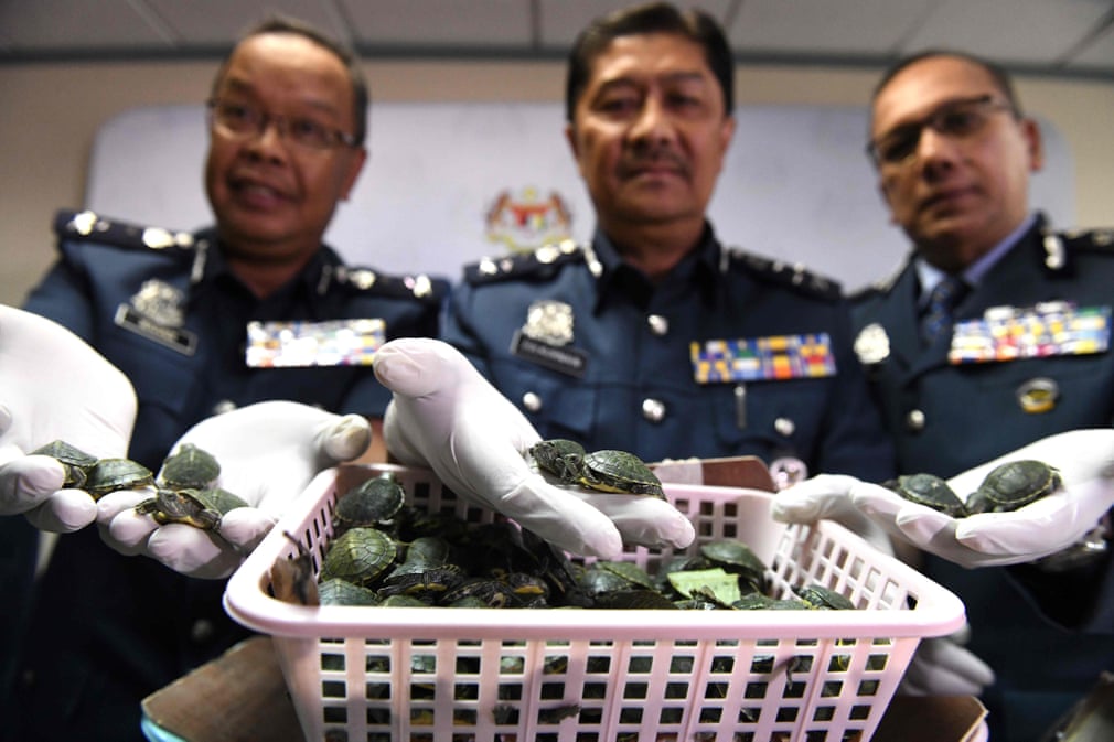 کشف محموله قاچاق بچه لاک‌پشت از سوی پلیس مالزی