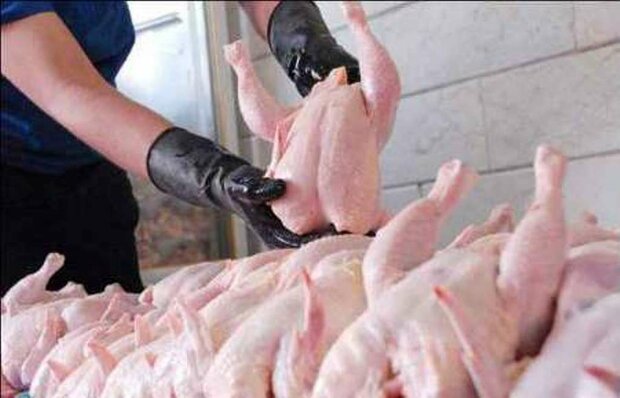 دو دلیل افزایش قیمت تمام شده مرغ