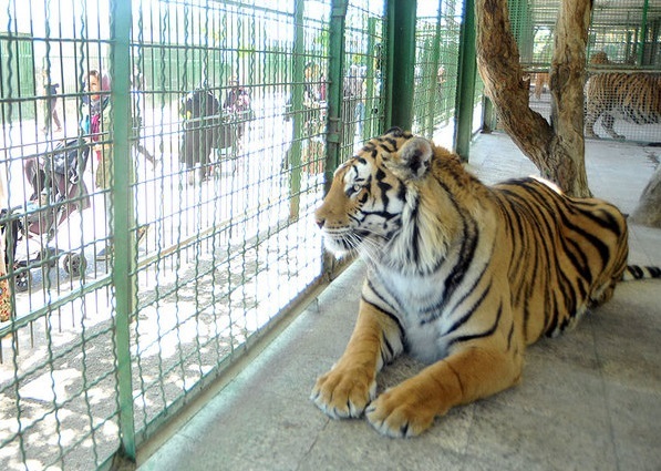 استانداردهای باغ‌وحش‌ در ایران پایین است