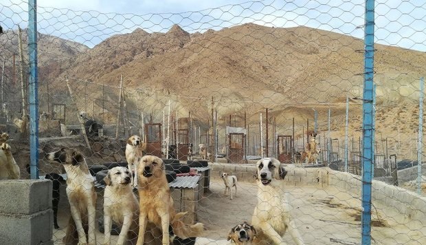 رفع نواقص نقاهتگاه سگ‌های بدون صاحب کهریزک تا ۱۰ روز آینده
