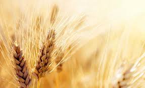 پیشنهاد قیمت ۲۸۰۰ تومانی گندم در سال زراعی جدید