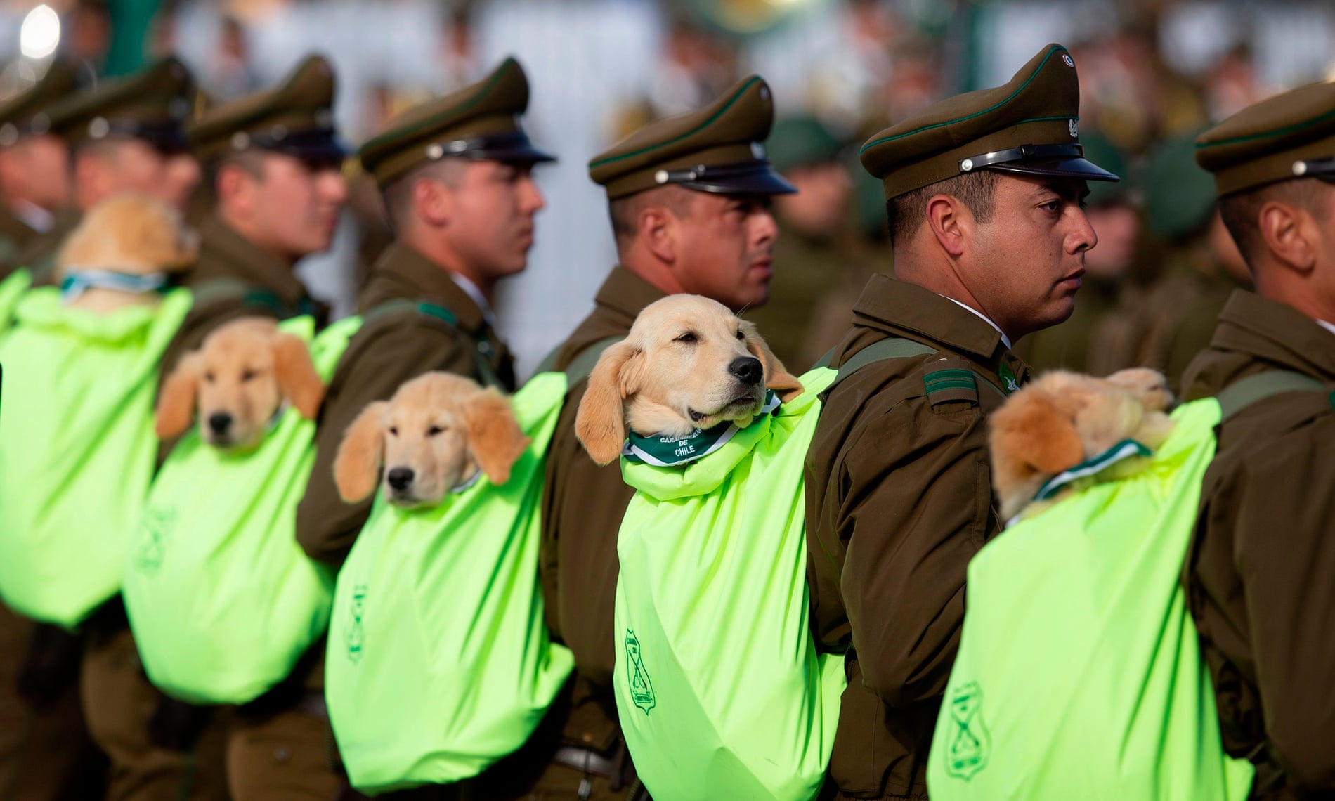 عکس روز/ رژه ماموران اداره گمرک شیلی با سگ‌های موادیاب