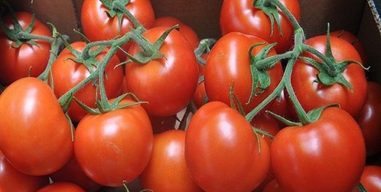 زیگزاگ قیمت گوجه فرنگی در بازار/ مشکل اقتصاد گوجه فرنگی کجاست؟