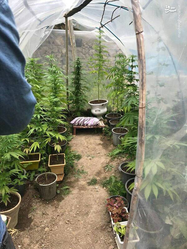 کشف گلخانه ماری‌جوانا در تهران!