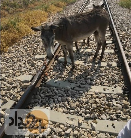 حیوان آزاری این بار با بستن حیوان به ریل راه آهن! +عکس