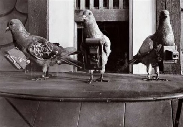 کبوتران جاسوس