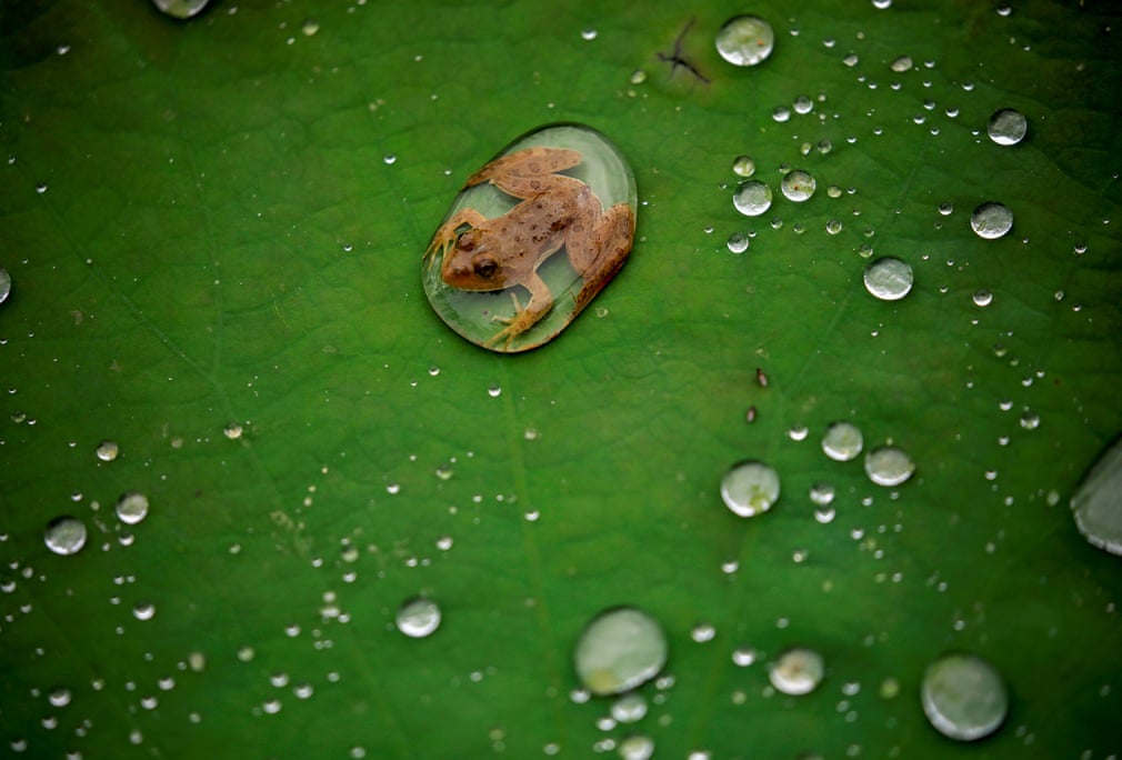 عکس دیدنی/ قورباغه‌ای درون حباب آب، لالیتپور نپال