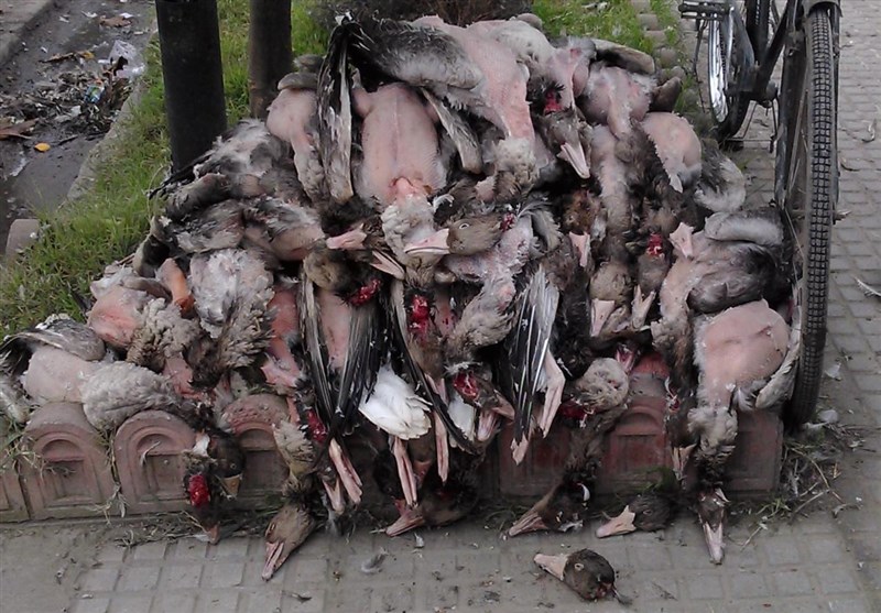 تداوم کشتار پرندگان مهاجر درخوزستان