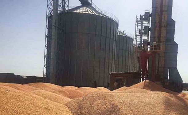 کاهش شدید قیمت گندم در بازار‌های جهانی
