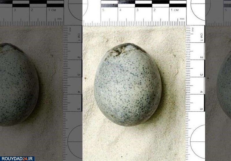 کشف کردن تخم مرغ‌های ۱۷۰۰ ساله در انگلیس