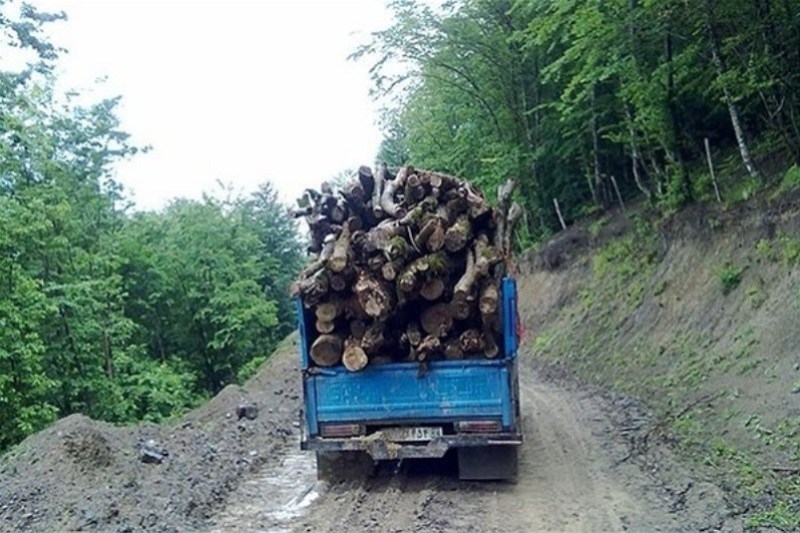 قاچاق چوب 