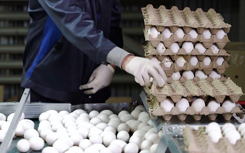 گرانی قیمت تخم مرغ