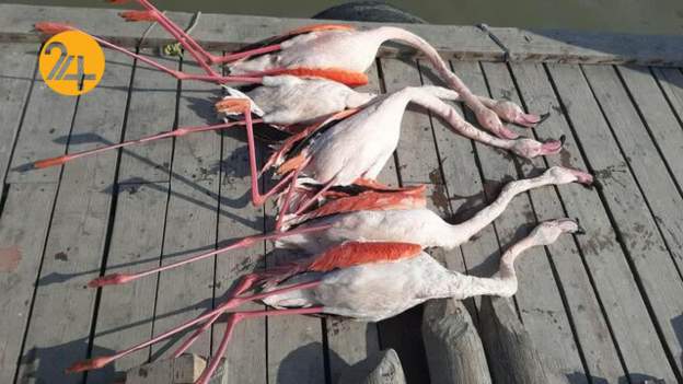 پیدا شدن لاشه ۴۲ پرنده مهاجر در تالاب میانکاله