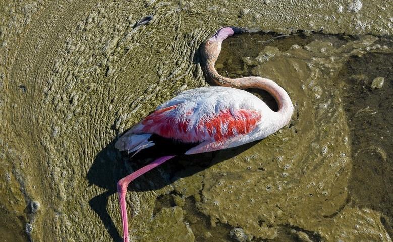 تلفات پرندگان تالاب میانکاله و خلیج گرگان از۶ هزار بال گذشت